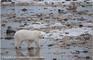 polar bear - 1c